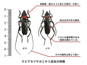 クビアカツヤカミキリ成虫